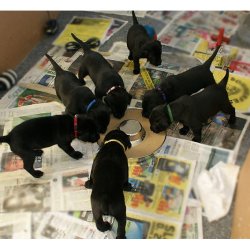 Hvalpebar rustfrit stl 29 cm